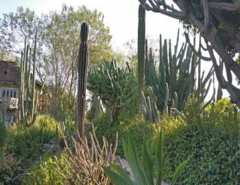 Sailana Cactus garden